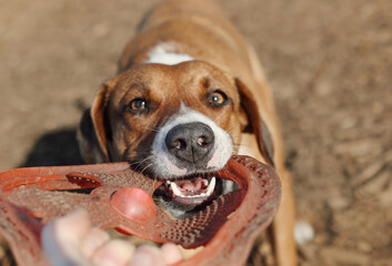 Dog with frisbee in mouth looking at camera. Front view of dog enjoying playing with pet owner in off leash park. Dog playtime, tug of war or playing fetch. Female harrier mix dog. Selective focus - obrazy, fototapety, plakaty