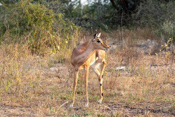 Young impala ewe isolated in the late afternoon sun on the African savannah