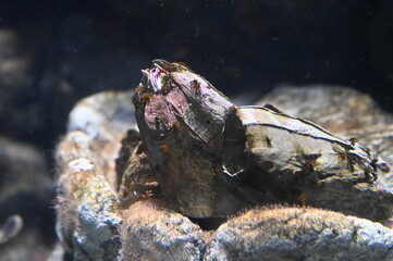 岩場で生活しているピコロコ