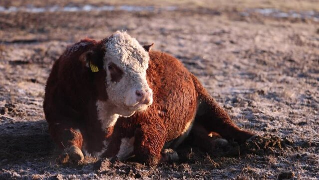 Red hereford bull laying down chewing cud close up during winter steamy breath