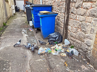 Pigeons feed on rubbish in an alleyway in Weston-super-Mare, UK