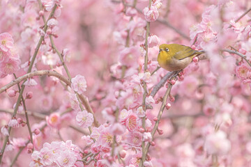 京都 - 【城南宮　しだれ梅とウメジロー】