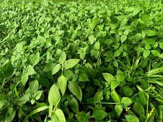 Bright green bush with succulent leaves. Summer savory background