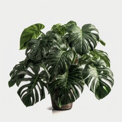 Green leaves Plant isolated, AI Generative.
