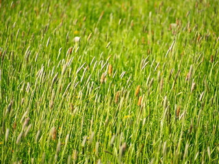 wiese natur gräser natur entspannung hintergrund wallpaper 