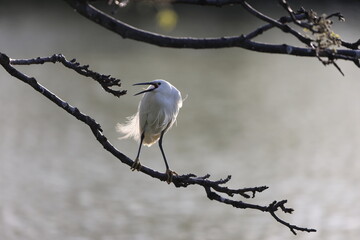 Little egret (Egretta garzetta) in Japan