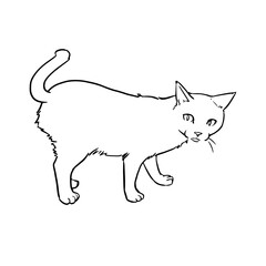 猫の線画　透過