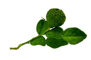 Sprig of kaffir lime complete with fruit and leaves