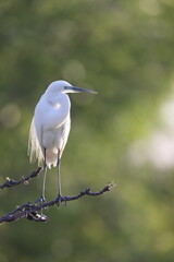 Great Egret (Ardea alba modesta) breeding feathers 