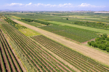 Fototapeta na wymiar Aerial view of farmland on sunny summer day. Ararat Plain, Armavir Province, Armenia.