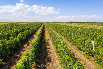 Fototapeta na wymiar Drone view of vineyard on sunny summer day. Ararat Plain, Armavir Province, Armenia.