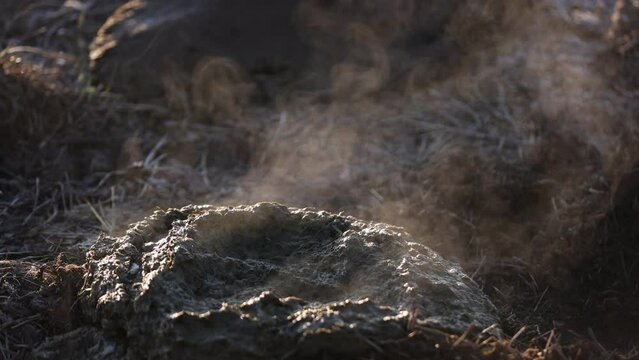 Close up macro steaming pile of cow poo on a cold day.