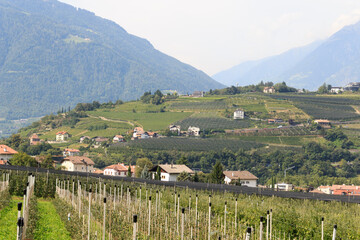 Fototapeta na wymiar Panorama with South Tyrolean Apple plantations, vineyards and mountains in Tirolo, South Tyrol, Italy