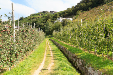 Fototapeta na wymiar Hiking trail Maiser Waalweg next to irrigation channel, apple trees and mountain panorama near Merano, South Tyrol, Italy