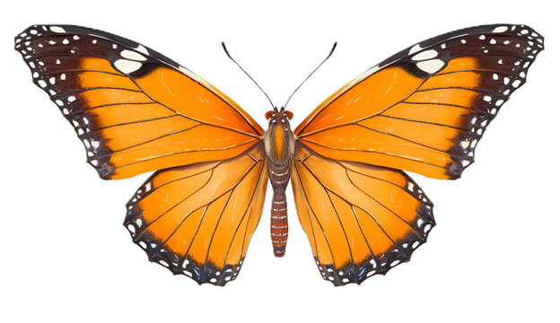butterfly isolated on transparent background cutout image