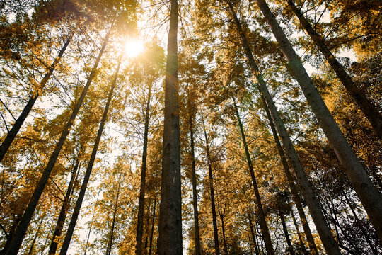 Straight trees in the forest, dazzling sunlight