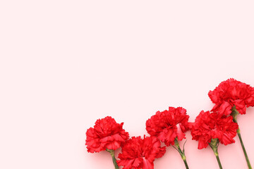 Red carnations on pink background