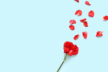 Red carnation and petals on light blue background