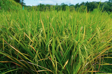 Fototapeta premium this is the rice tree that produces rice for us to eat