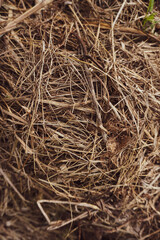 dead dry grass, in Indonesia it is usually used as a base for chickens to incubate their eggs
