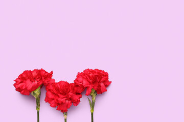 Red carnations on lilac background