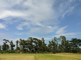 cloud sky, tree in the field