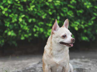 cute brown short hair chihuahua dog sitting on cement floor in the garden, looking curiously.