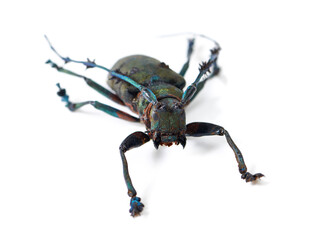 Isolated longhorn beetle, specimen and white background for studying, biology and anatomy for nature analysis. Bug, insect life and entomology in studio for science with fluorescent color on antenna