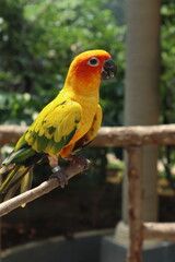 The sun parakeet is a colorful small parrot with a yellow head, green and blue wings