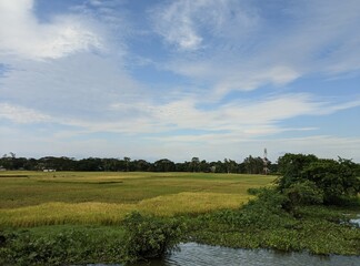 landscape with trees and clouds