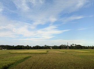 Fototapeta premium field and blue sky
