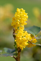 Close-up macro photograph of yellow Creeping barberry, Berberis repens, macro photography
