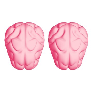 Human brain Anatomical Model.