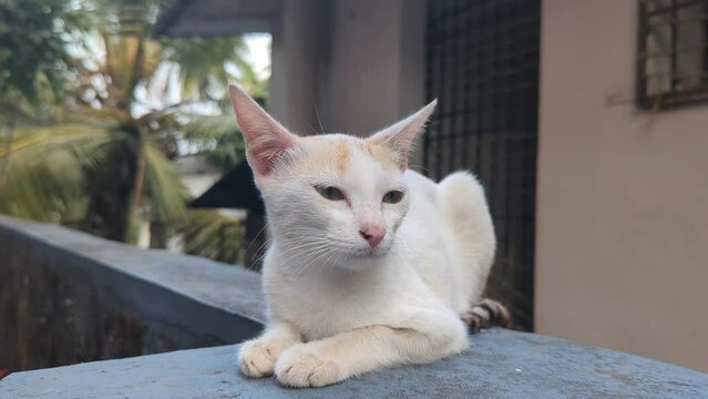 a cute white pet cat sitting and later running away from the ede of a wall