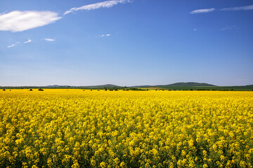 Obraz premium Rapeseed Fields near Karlovo, Bulgaria
