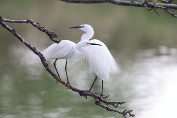 Little egret (Egretta garzetta) in Japan