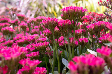 portrait of cocor bebek or kalandiva flowers in the garden