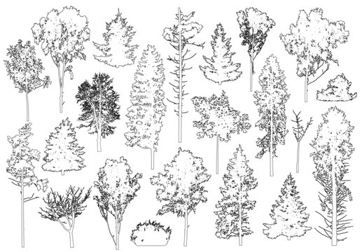 Set of coniferous and deciduous trees for architecture and landscape design, line drawing, contour. Vector illustration