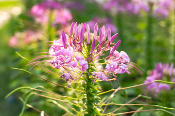 colorful flower fields
Up close, in a beautiful garden, beautiful lighting and blurred background.