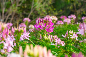 field of colorful flowers with lush green leaves