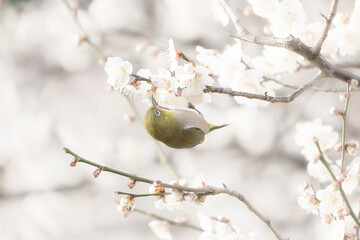 大阪 -【山田池公園の梅とウメジロー】