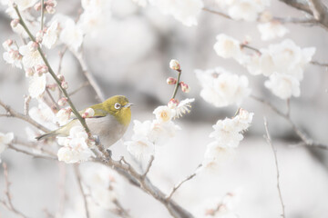 大阪 -【山田池公園の梅とウメジロー】
