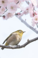 大阪 -【山田池公園の梅とウメジロー】