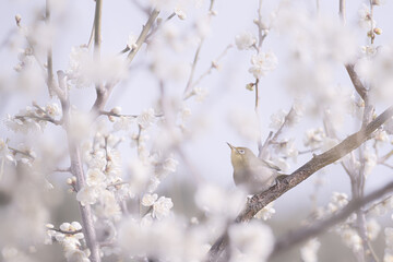 大阪 -【山田池公園の梅とウメジロー】