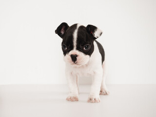 Fototapeta premium Cute puppy sitting on the table. Studio shot. White isolated background. Clear, sunny day. Close-up, indoors. Day light. Concept of care, education, obedience training and raising pets