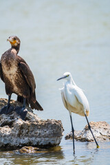 Small white heron, or Little egret, Egretta garzetta, and Great cormorant, Phalacrocorax carbo, sitting on a cliff and looking for fish in shallow water
