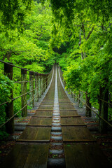 Fototapeta na wymiar 茨城県高萩市　新緑の花貫渓谷　汐見滝吊り橋