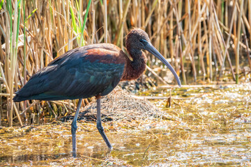 The glossy ibis, latin name Plegadis falcinellus, searching for food in the shallow lagoon.