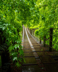 Obraz premium 茨城県高萩市 新緑の花貫渓谷 汐見滝吊り橋