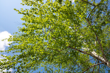 Young green leaves on the trees against the background of the spring sky.